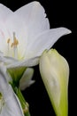 white glossy pink veined amaryllis blossom and bud macro on black background