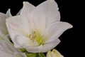 white glossy pink veined amaryllis center heart blossom macro on black background