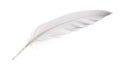 Isolated white goose feather