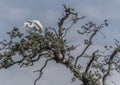 Portrait of a Great Egret Lifting Wings in an Oak Royalty Free Stock Photo