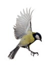 Isolated on white great tit in flight Royalty Free Stock Photo