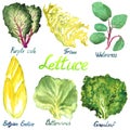 Lettuce variety set: Purple Cale, Frisee, Watercress, Belgian Endive, Buttercrunch, Greenleaf