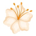 Isolated white hawaiian flower vector design