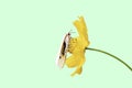 Isolated White insect on yellow Cosmos sulphureus Cav flowers on a green background with clipping path