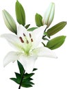 isolated white lily branch with buds and bloom Royalty Free Stock Photo