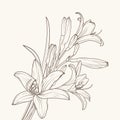 Isolated white lily flower