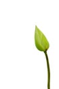 Isolated White lotus bud