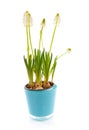 Isolated White magic flower of Muscari botryoides