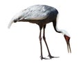 Isolated white-naped crane Royalty Free Stock Photo