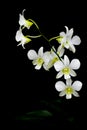 Isolated White Orchid Flower, Black Background