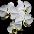 Isolated White Orchid Flower, Black Background Royalty Free Stock Photo