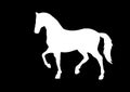 Isolated white outline standing horse on black background Royalty Free Stock Photo