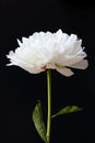 Isolated white Paeonia lactiflora flower in black background Royalty Free Stock Photo