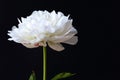 Isolated white Paeonia lactiflora flower in black background Royalty Free Stock Photo