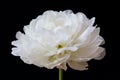 Isolated white Paeonia lactiflora flower in black background Royalty Free Stock Photo