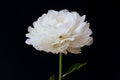 Isolated white Paeonia lactiflora flower in black background Royalty Free Stock Photo