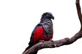 Isolated on white, Pesquet`s parrot, Psittrichas fulgidus, red and black, vulturine parrot, endemic to montane rainforest in New Royalty Free Stock Photo