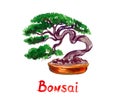 Isolated on white pine bonsai in red pot, watercolor painting, illustration