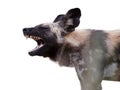 Isolated on white, portrait of African Wild Dog, Lycaon pictus. Painted wolf with opened mouth, showing its teeths. African Royalty Free Stock Photo