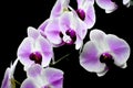 Isolated White and Purple Orchid Flowers, Black Background Royalty Free Stock Photo