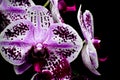 Isolated White and Purple Orchid Flowers, Black Background Royalty Free Stock Photo