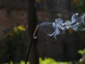 Isolated white random smoke of Joss-stick Royalty Free Stock Photo