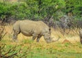 An isolated white Rhinoceros grazing in a nature reserve in South Africa Royalty Free Stock Photo