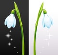 Isolated white snowdrops