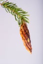 Early Spruce Cone Development