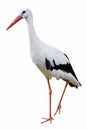 Isolated white stork Royalty Free Stock Photo