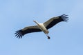 Isolated white stork ciconia ciconia in flight, spread wings Royalty Free Stock Photo