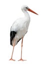 Isolated on white stork Royalty Free Stock Photo