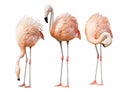 Isolated on white three flamingo Royalty Free Stock Photo