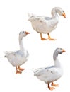 Isolated on white three light grey gooses Royalty Free Stock Photo