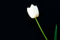 Isolated white tulip on a black background. Royalty Free Stock Photo