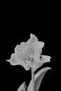 Isolated white tulip blossom monochrome macro on black background