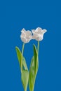 Isolated white tulip blossom pair minimalist macro on bright blue background,with stem and green leaves Royalty Free Stock Photo