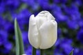 Isolated white tulip on blurred bed of blue pansies flowers, contrast of blue and white