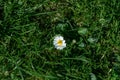 Isolated white and yellow daisy surrounded by grass and vegetation. Spring and flowers