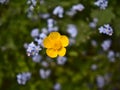 Isolated wild buttercup flower with yellow blossom. Focus on blooming flower head with Bokeh background. Royalty Free Stock Photo