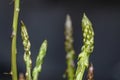 Isolated wild italian asparagus on dark blurred background,genuine healthy food