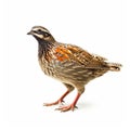 Isolated Wild Quail Picture: Cross Processed, Bold Patterns, Lively Movement