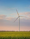 Isolated wind turbine in the morning sky and in wheat field Royalty Free Stock Photo