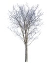 Isolated winter tree with dense bare branches Royalty Free Stock Photo