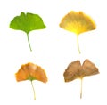 Isolated withered and fresh ginko leaf