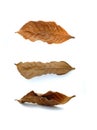 Isolated withered leaf