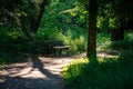 an empty bench sitting under a tree in the woods near some tall grass Royalty Free Stock Photo