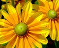 Isolated yellow African daisy flower. soft dark background Royalty Free Stock Photo