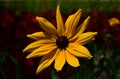 Isolated yellow African daisy flower. soft dark brown background Royalty Free Stock Photo