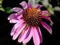 Isolated Purple Coneflower. Soft Green Background